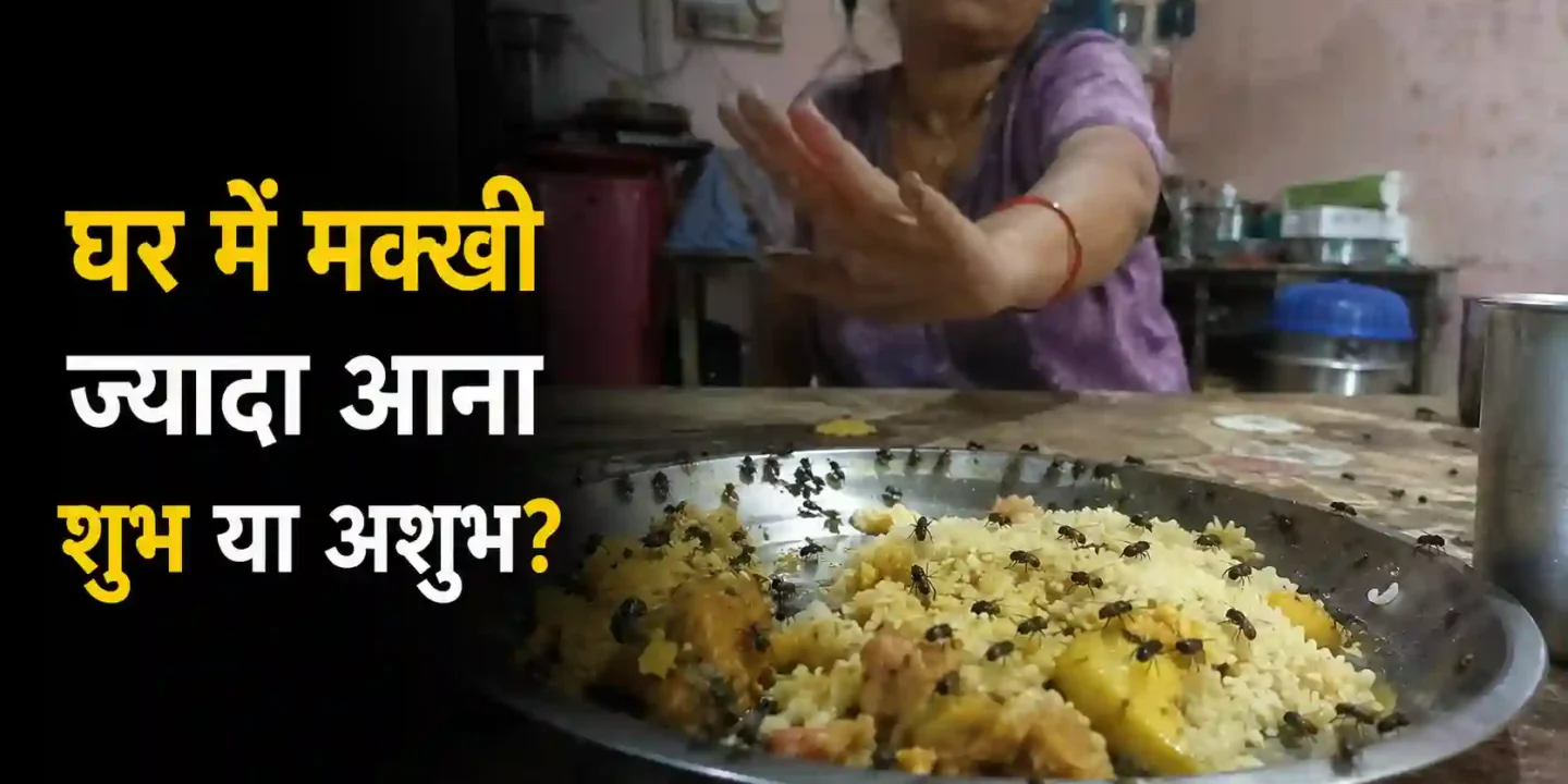 घर में मक्खी ज्यादा आना शुभ या अशुभ? मक्खी भगाने के घरेलू उपाय